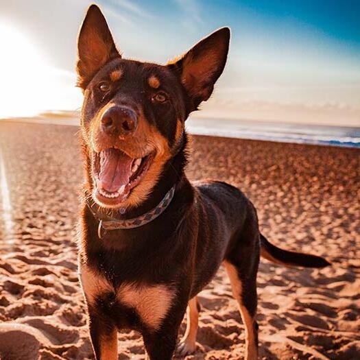 Kelpie Dog Breed Information Purina
